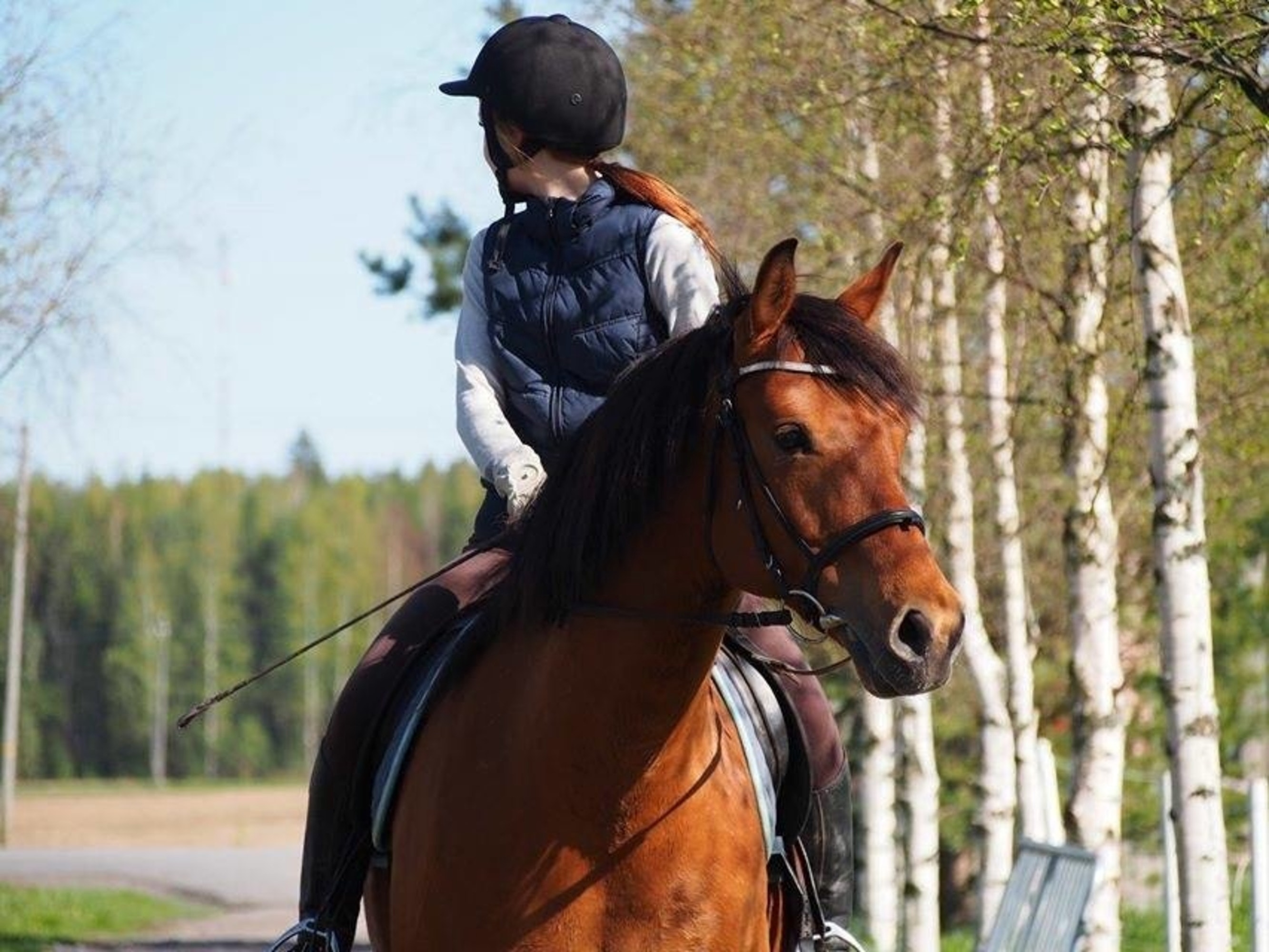 animal-brown-equestrian-2440349 animal-brown-equestrian-2440349